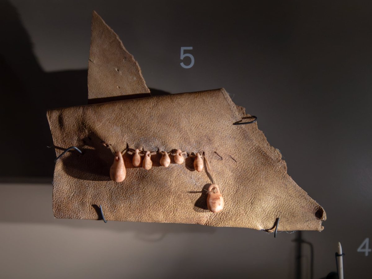 A stretched piece of hide carrying a row of pierced teeth