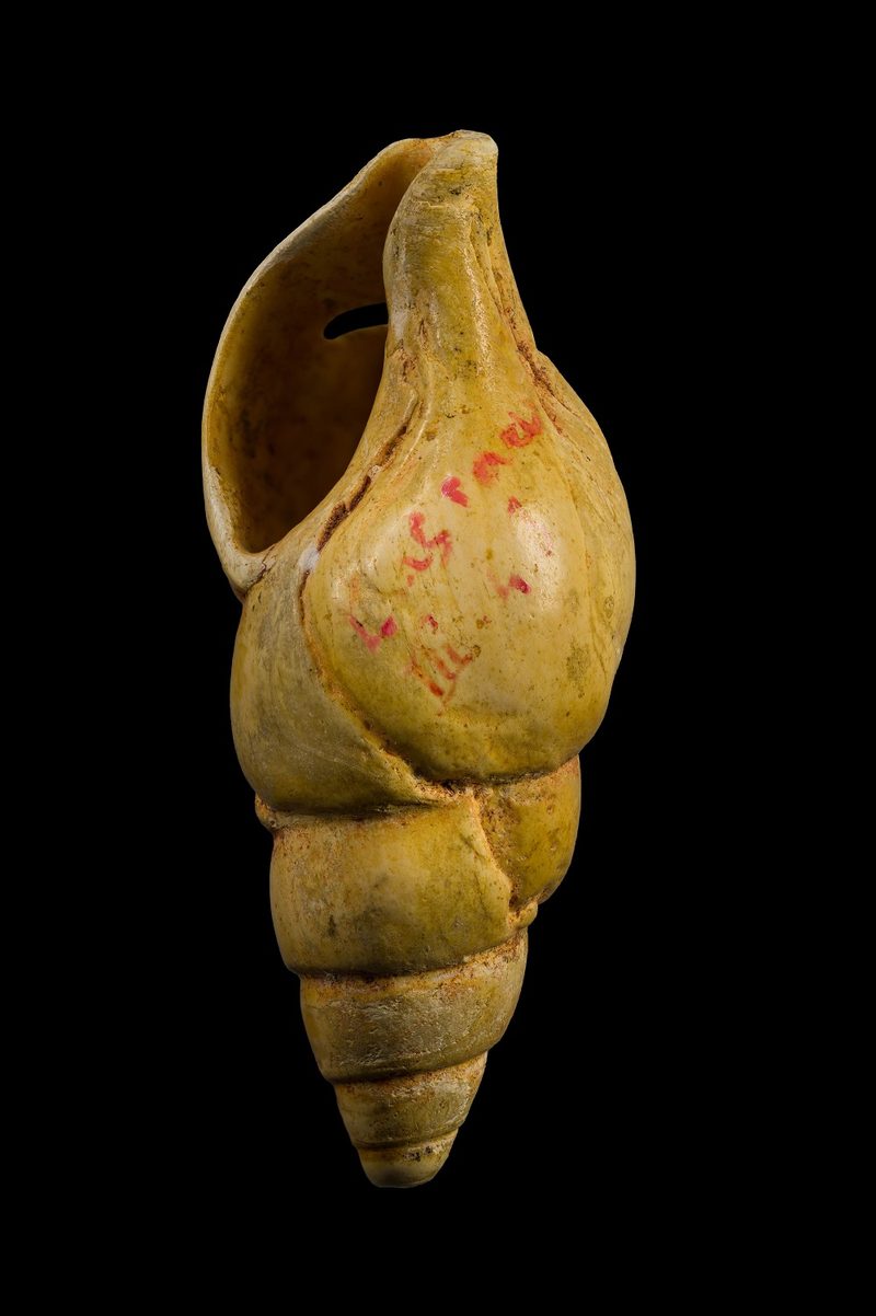 Pierced shell bearing traces of red ochre